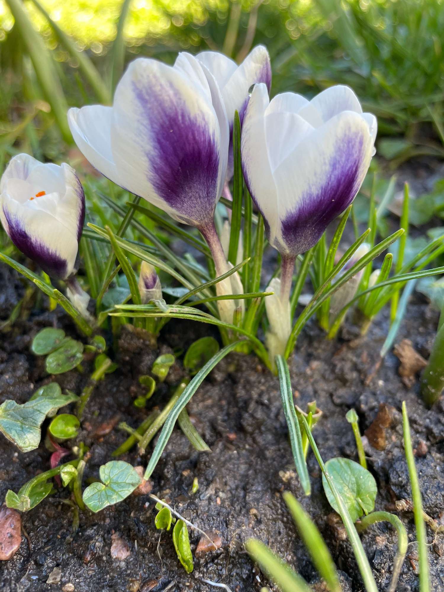 Krookus 'Prince Claus'